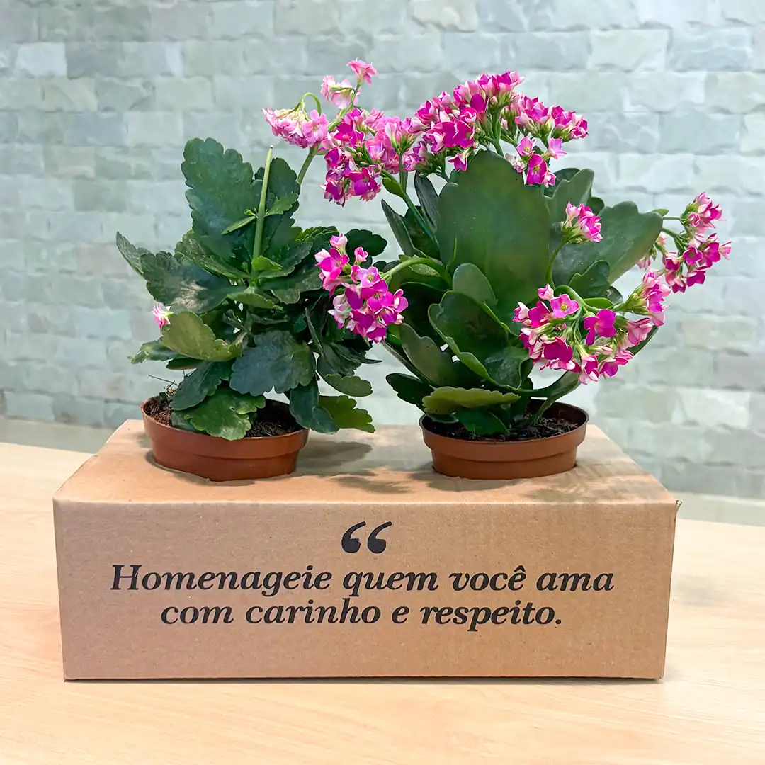 Arranjo da assinatura floral com 2 jarrinhos