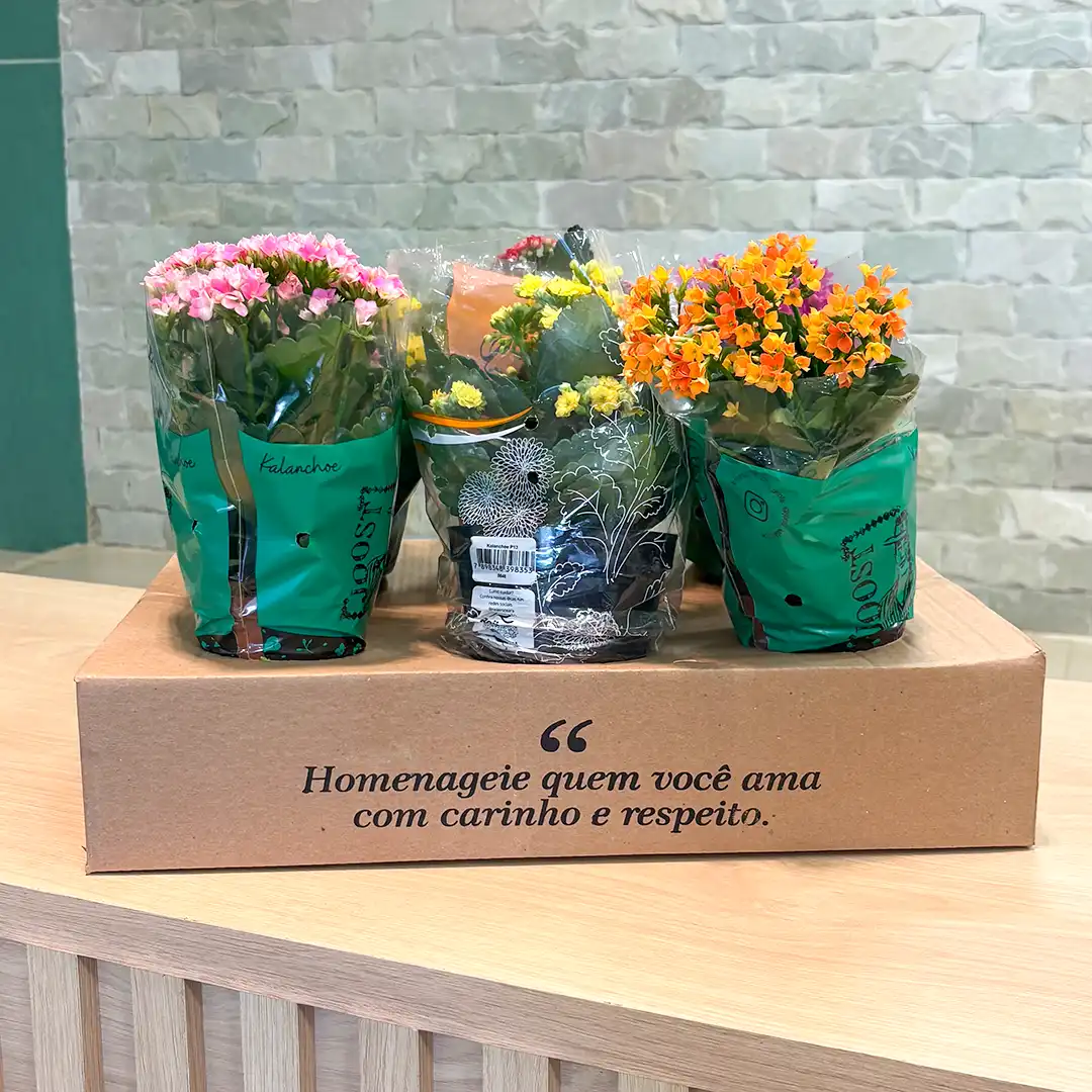 Arranjo da assinatura floral com 6 jarrinhos